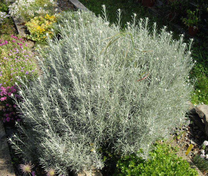 Helichrysum italicum photo